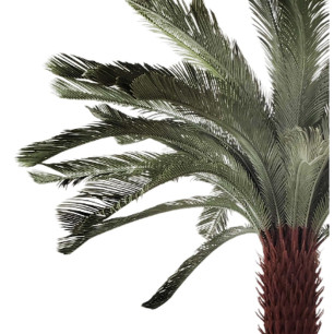 Pianta Decorativa Home ESPRIT Polietilene Palma